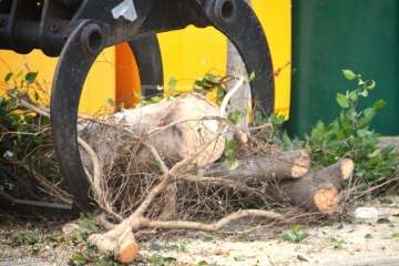 Parques y Jardines elimina en Salinetas el árbol que ensuciaba los recipientes de basura (Foto TA)